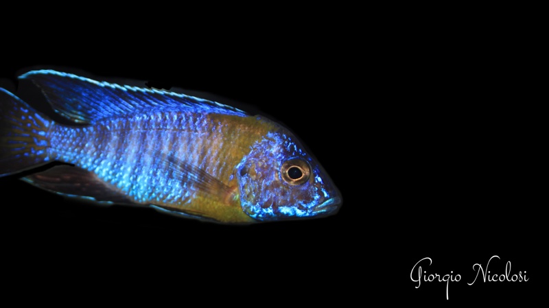 Aulonocara stuartgranti 'Chitimba Bay (Shallow)'